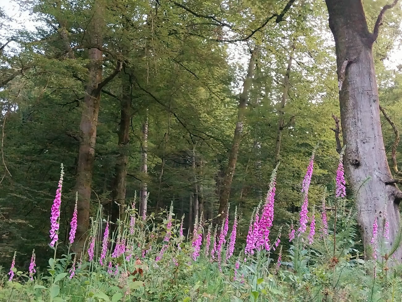 Abendwanderung 01